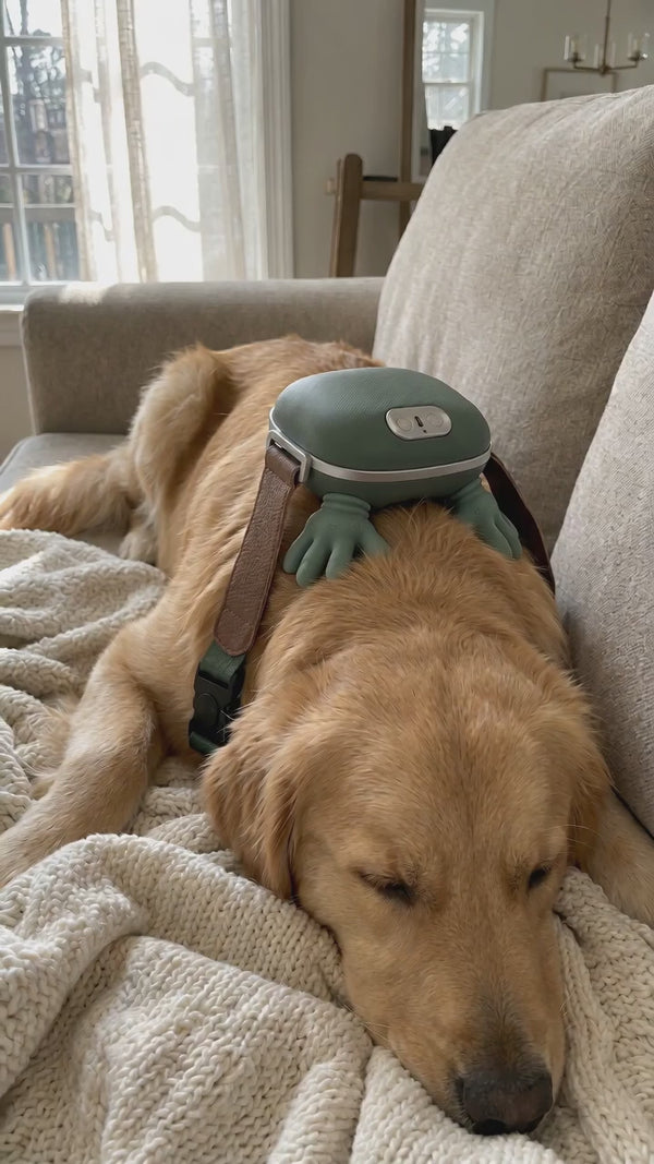 Golden retriever sleeping on the sofa while the massager kneads its back