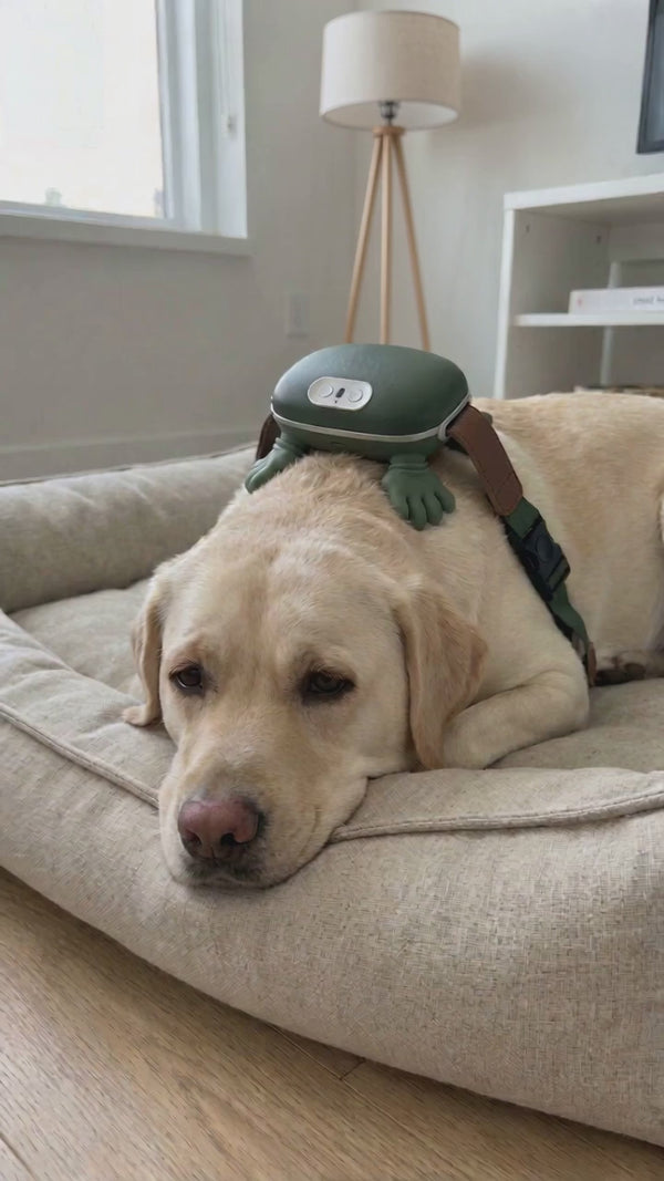 Sleepy yellow Labrador relaxing with the Happy Dog Calming Massager