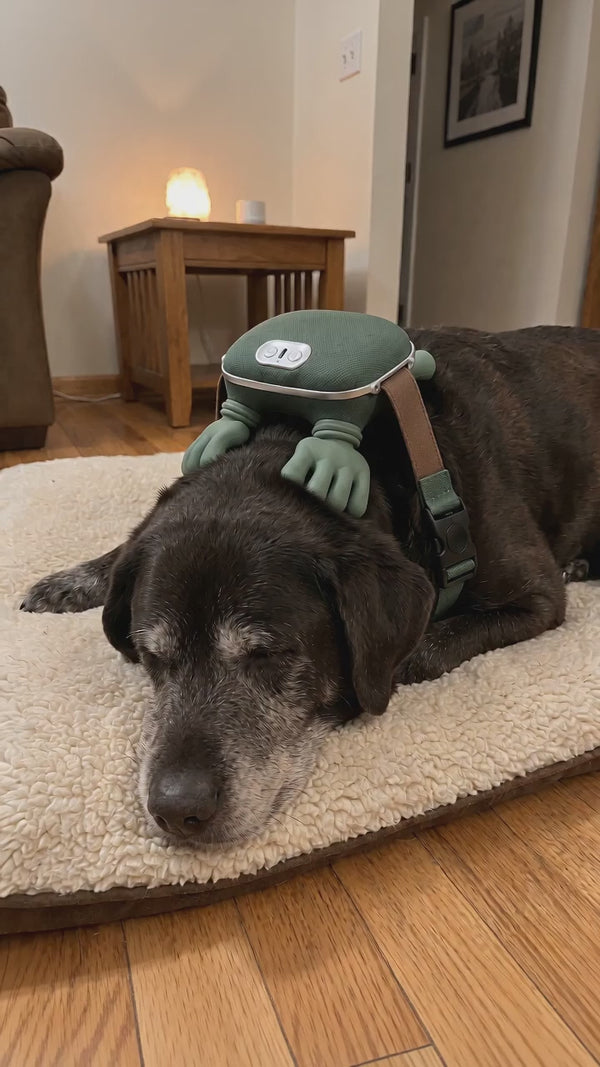 Senior black Labrador relaxing with the massager